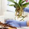 Lee Valley Indoor Gardening>Clear Orchid Pots