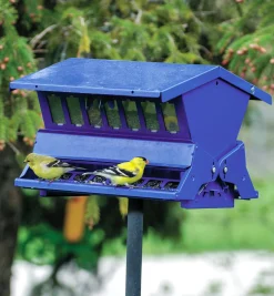 Lee Valley Birding><noscript><img width=