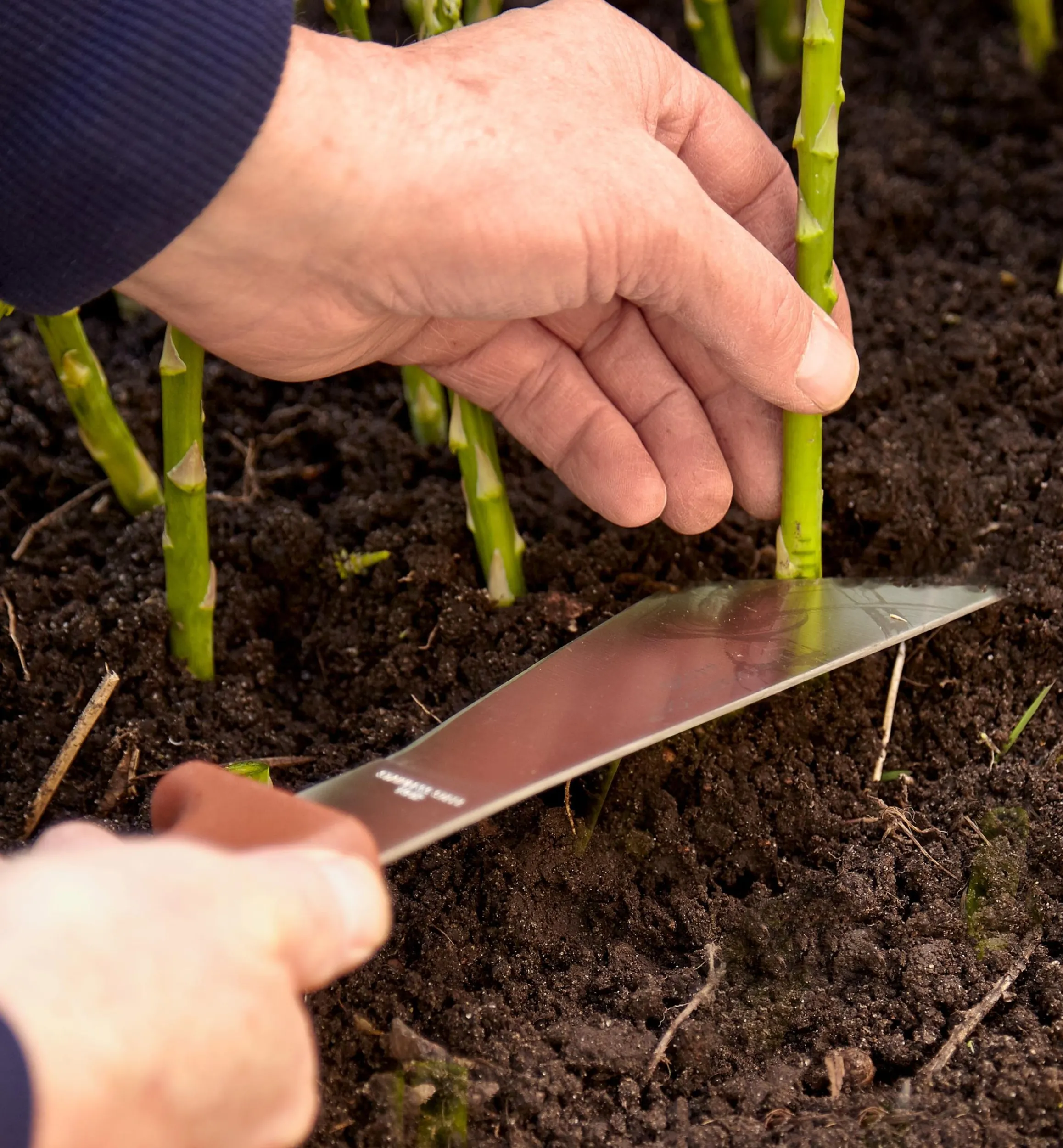 Lee Valley Harvesting>Harvest Knife