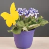 Lee Valley Pest Control>Indoor Sticky Traps