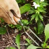 Lee Valley Weeding>Container Garden Jekyll Weeder