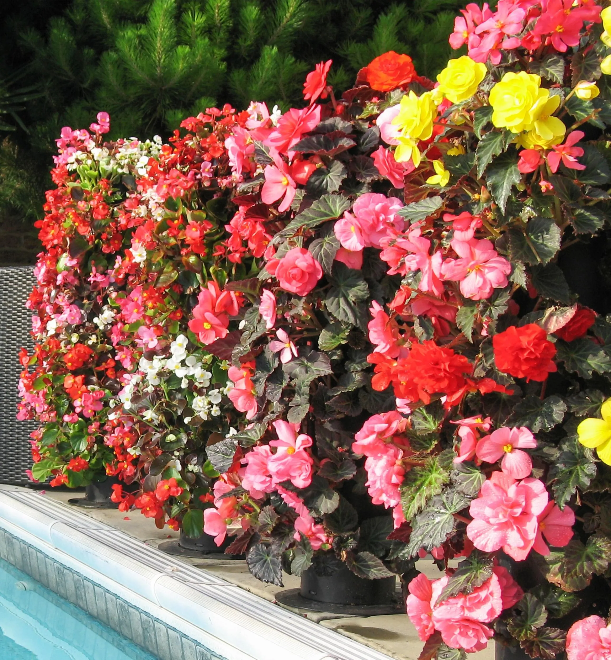 Lee Valley Container Gardening>Pair Of Flower Towers