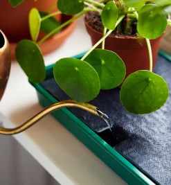 Lee Valley Indoor Gardening>Self-Watering Windowsill Tray