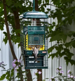 Lee Valley Birding><noscript><img width=